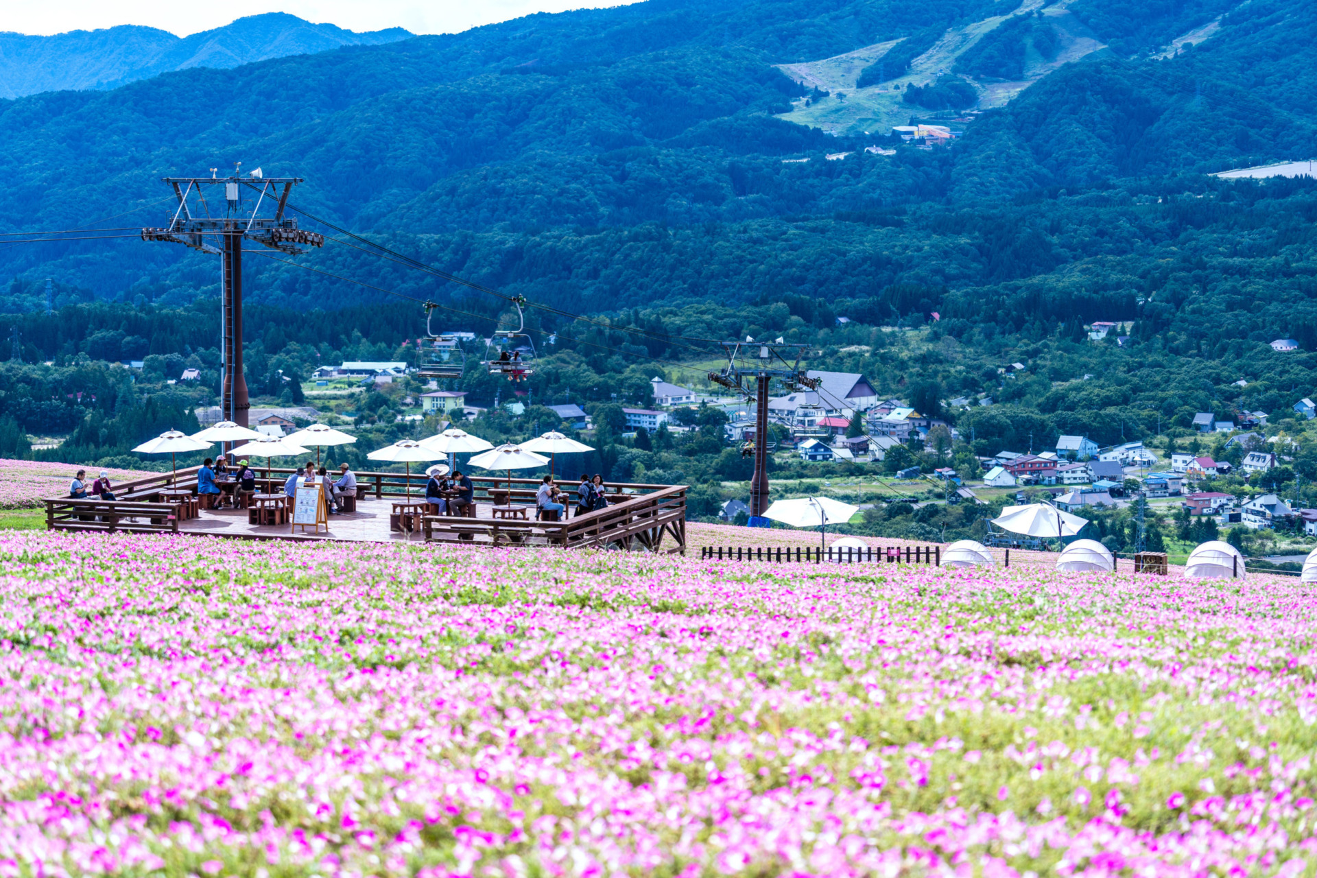Take a rest and see the largest scale of over 40,000 petunia plants in Japan at Hirugano Picnic Garden. image