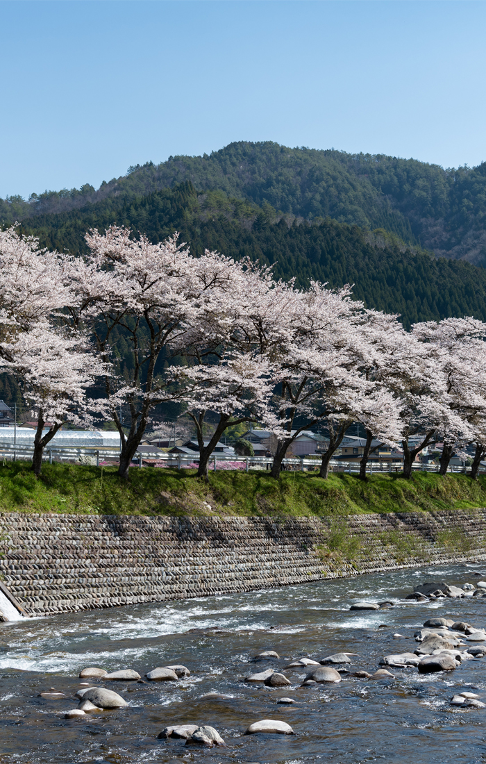 Rows of Cherry Blossom Trees at Housu