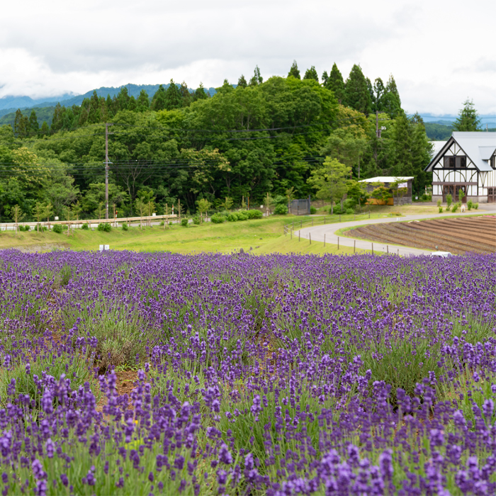Lavender at Bokka-no-sato