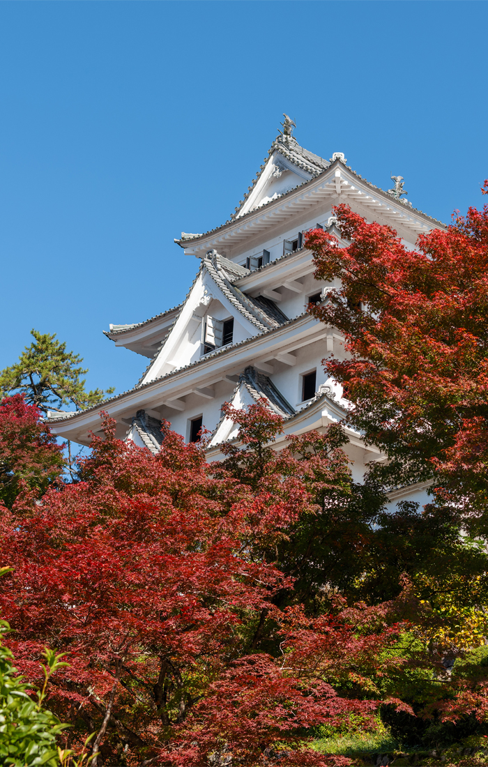 Autumn Leaves at Gujo Hachiman Castle