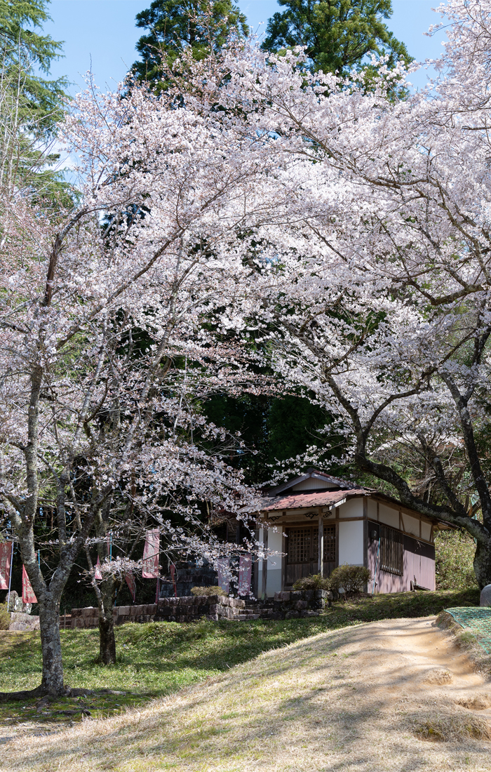 Cherry Blossom at Atago Park