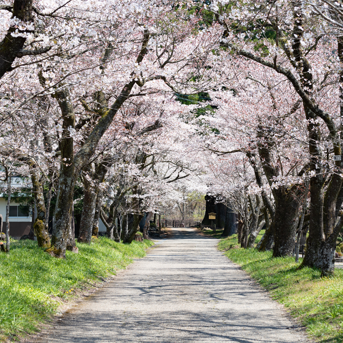 Row of Cherry Blossom Trees at Myoken-jinja Shrine