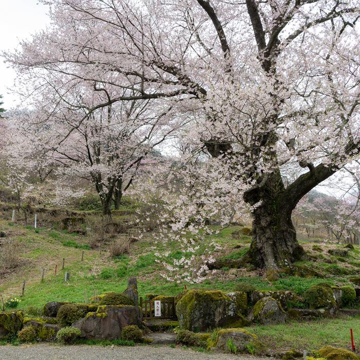 Cherry Blossom at Zenshoji Shrine