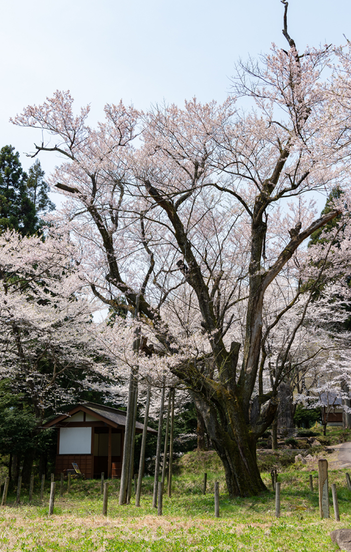 Cherry Blossom at Fujiro
