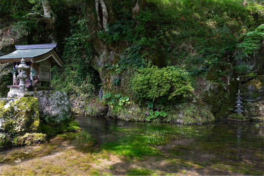 Japanese Water Crowfoot next to Gujo Limestone Caveimg1