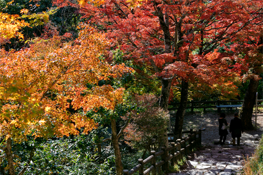 Autumn Leaves at Gujo Hachiman Castleimg2
