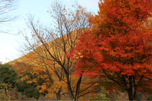Autumn Leaves at Seseragi Kaidoimg21