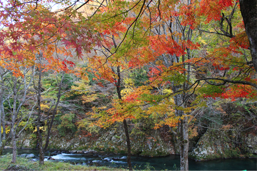 Autumn Leaves at Seseragi Kaidoimg22