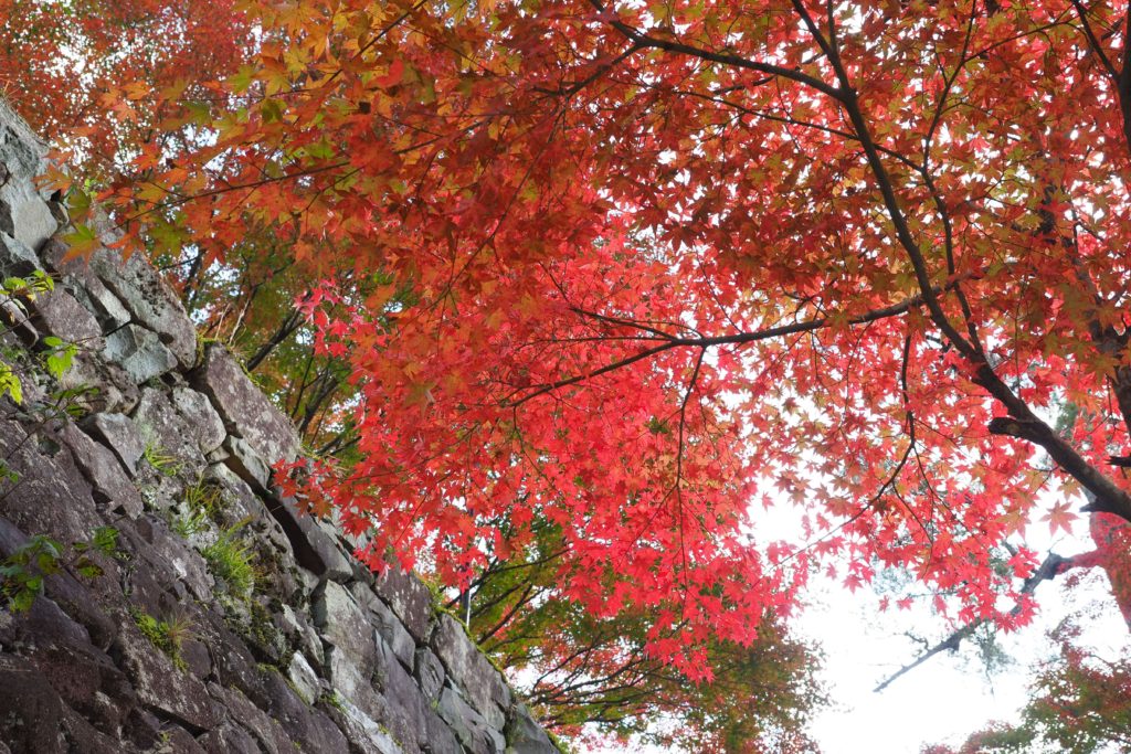 Little Kyoto, Autumn Leaf-peeping at Gujo Hachiman_06