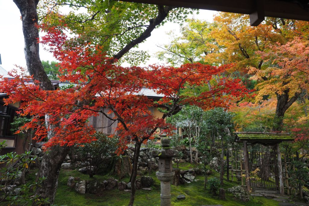 Little Kyoto, Autumn Leaf-peeping at Gujo Hachiman_15