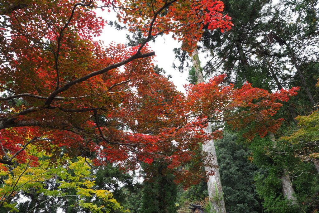 Little Kyoto, Autumn Leaf-peeping at Gujo Hachiman_20