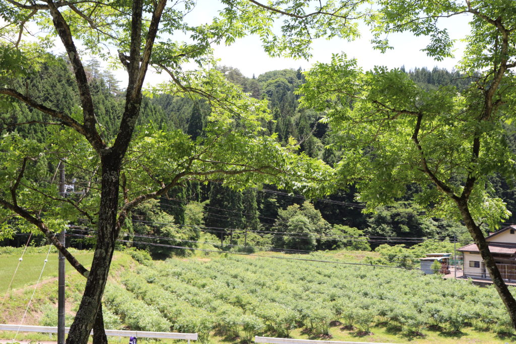 Enjoyable Blueberry Picking for Children & adult at Yamato area!06