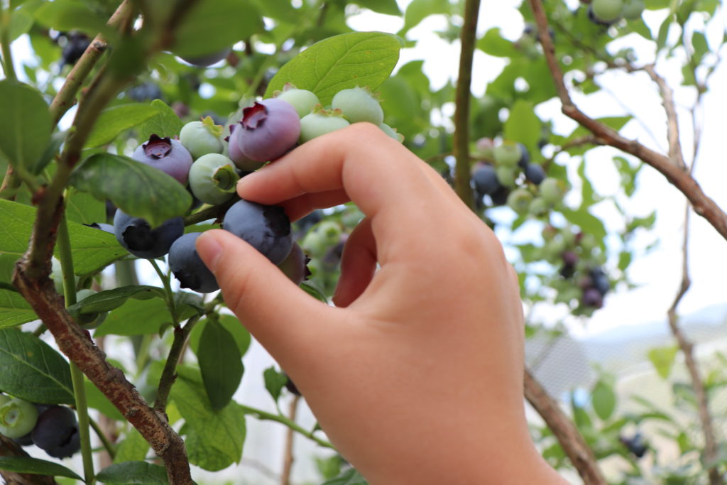 Enjoyable Blueberry Picking for Children & adult at Yamato area!08