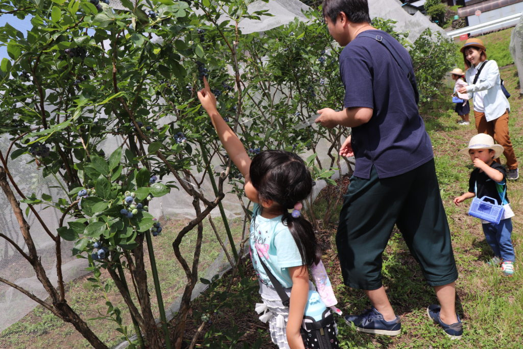 Enjoyable Blueberry Picking for Children & adult at Yamato area!09