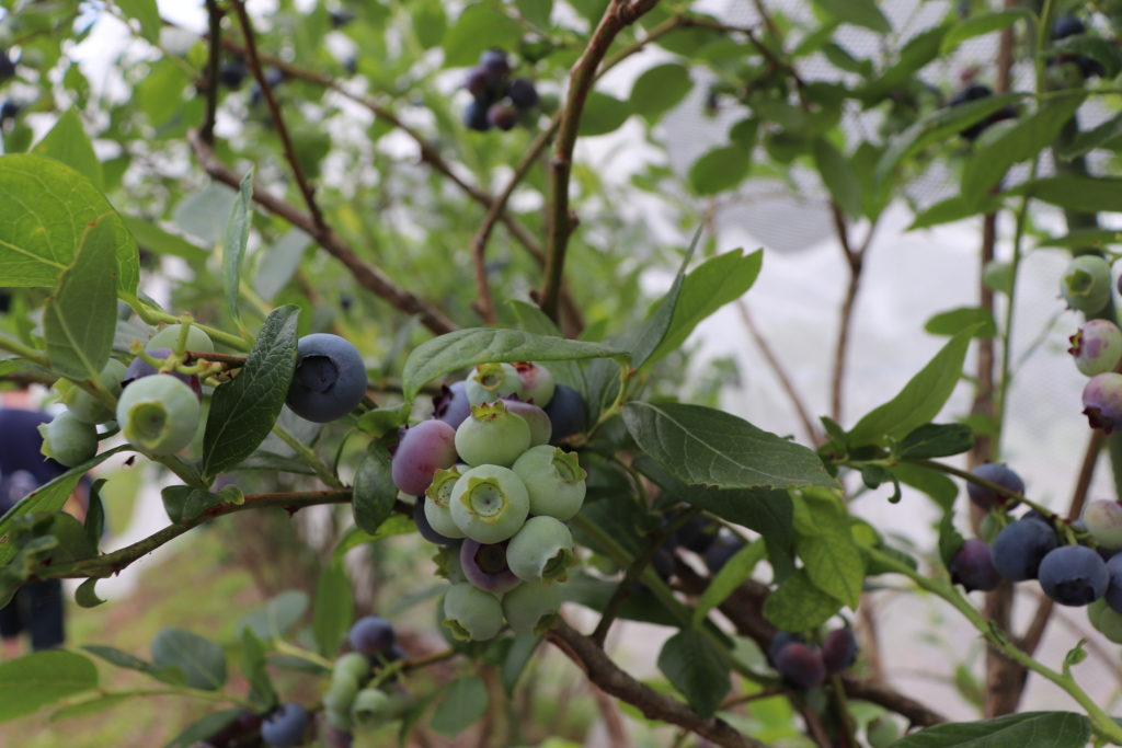 Enjoyable Blueberry Picking for Children & adult at Yamato area!10