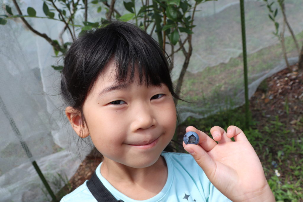 Enjoyable Blueberry Picking for Children & adult at Yamato area!11