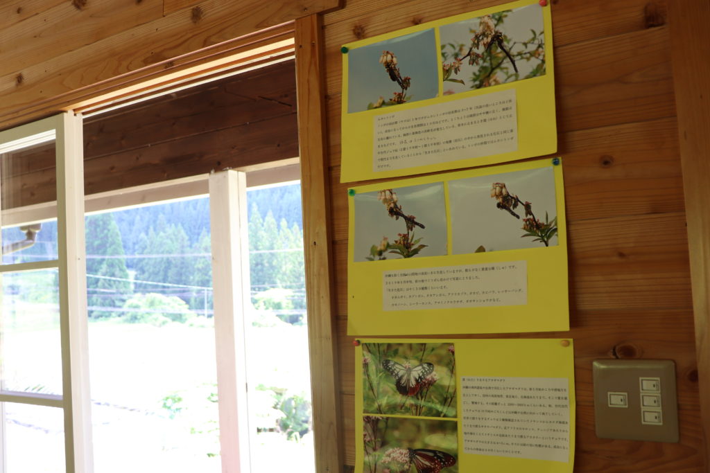 Enjoyable Blueberry Picking for Children & adult at Yamato area!23