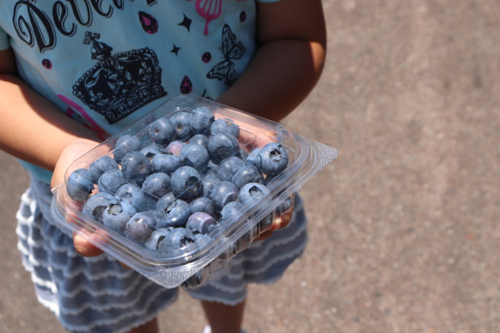 Enjoyable Blueberry Picking for Children & adult at Yamato area!27